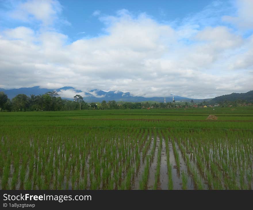 Beautiful Rice Field In Village