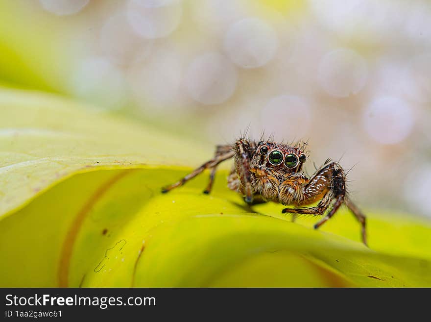 cute eyes of a jumping spider on a green leaf with a bokeh background