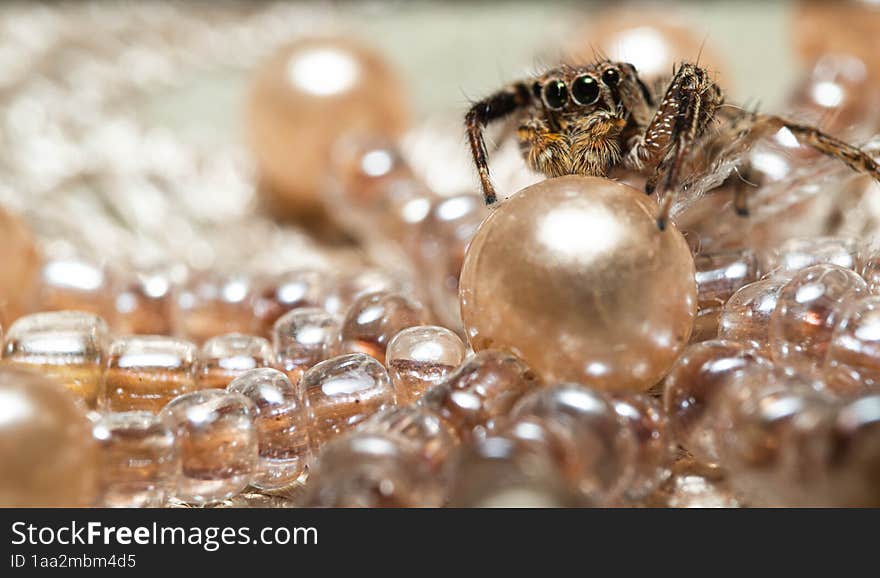 jumping spider on crystal ball land