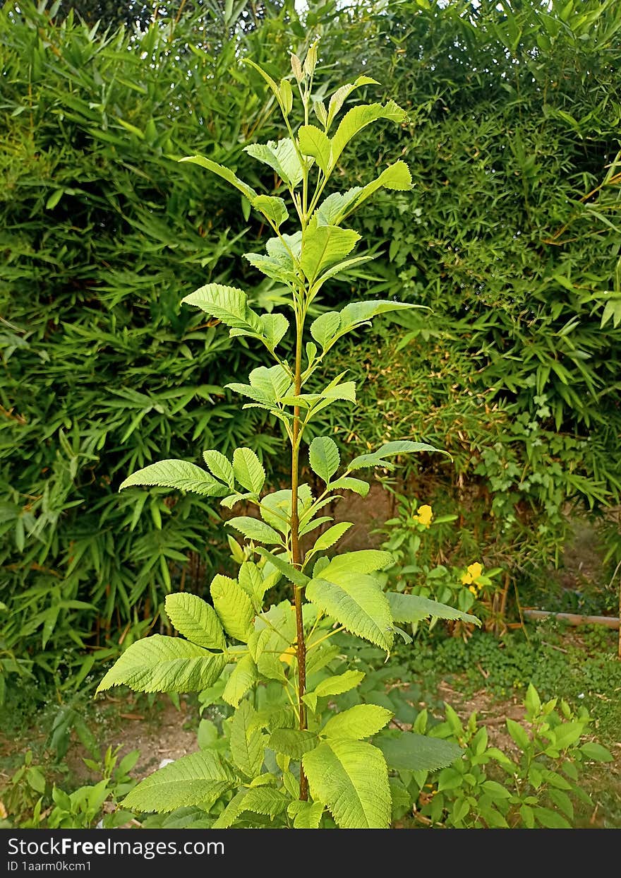 Development of growth planting seedlings young nature plan in the graden