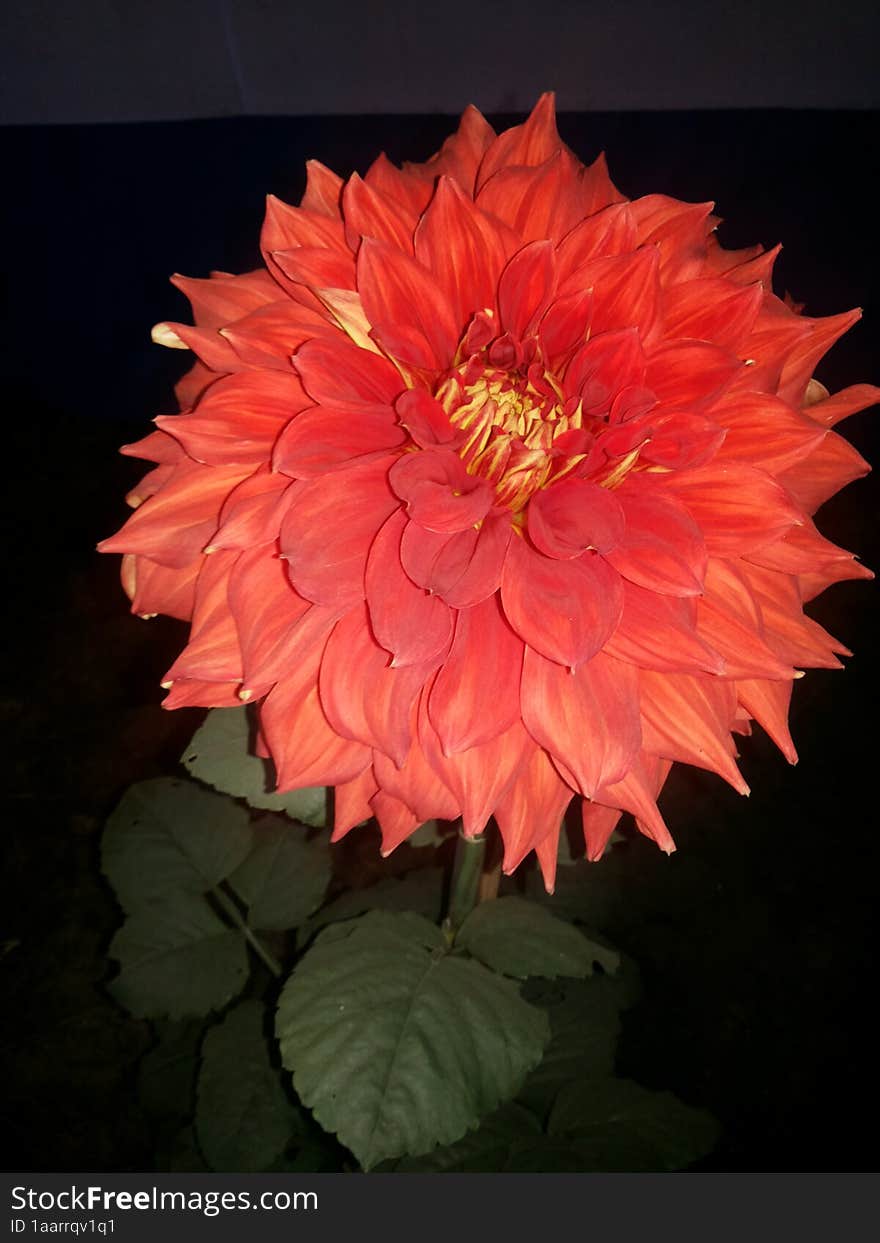 Beautiful dahlia flower plant with flowers, nature flowers plants.