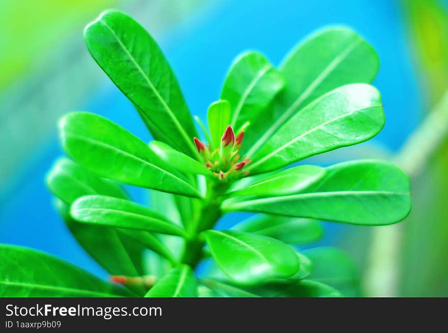 The frangipani flower buds will bloom on a blurred background