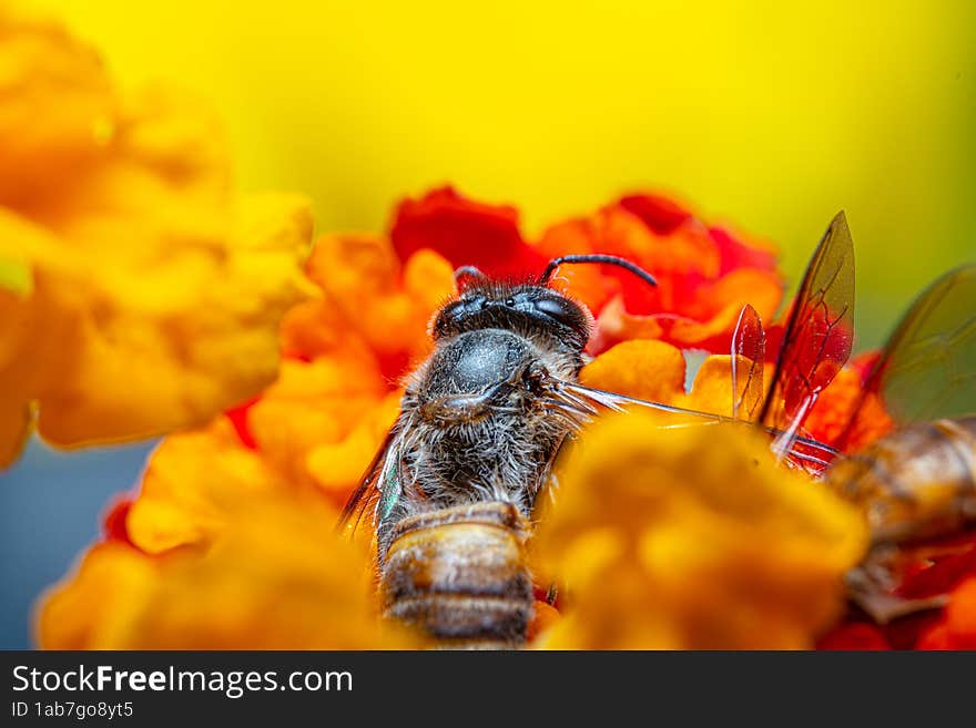 Honey Bee Backside View In The Middle Of Yellow-orange Flowers