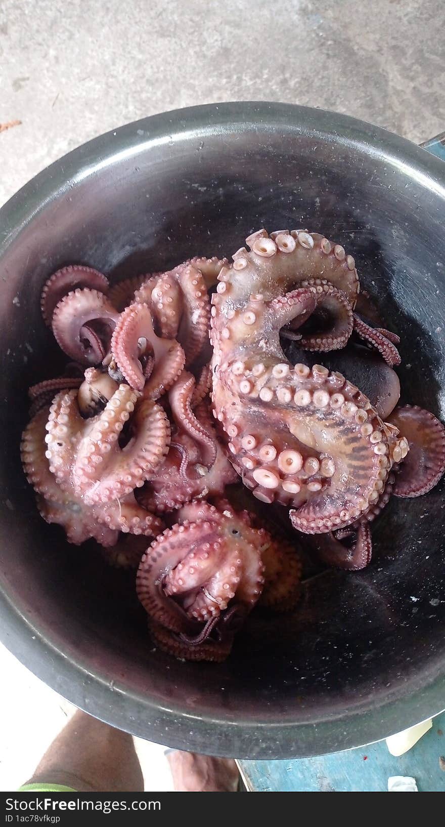 Octopus in papuan say iat is a gurita. Octopus in papuan say iat is a gurita