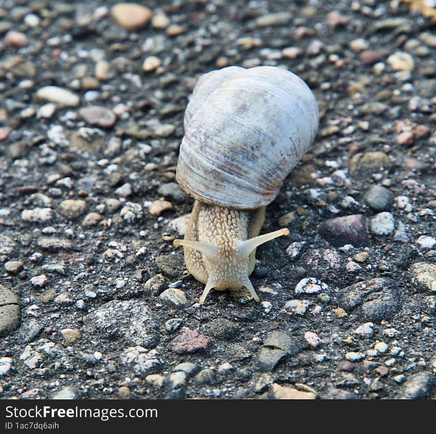 snail on the road over stones. snail on the road over stones