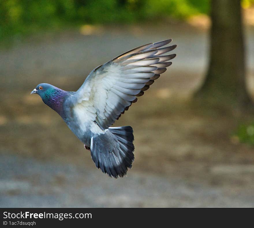 dove with white gray wings and green head. dove with white gray wings and green head