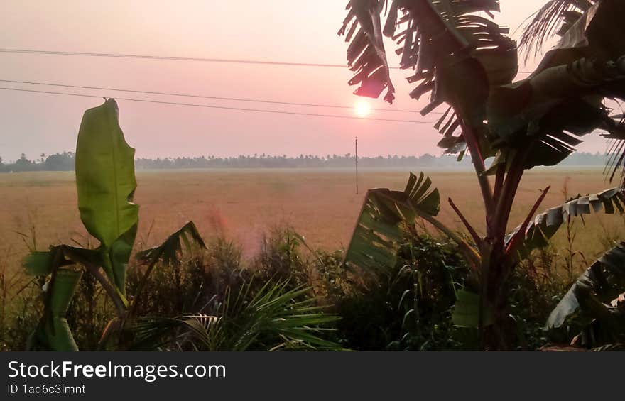 paddy fields, rural landscape, sunset view