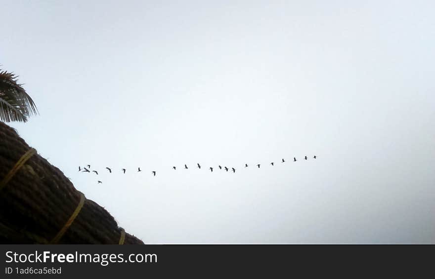 birds flying, sunset view rural landscape