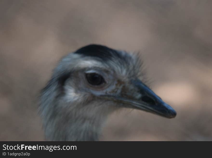 Sri Lanka baby Spurfowl