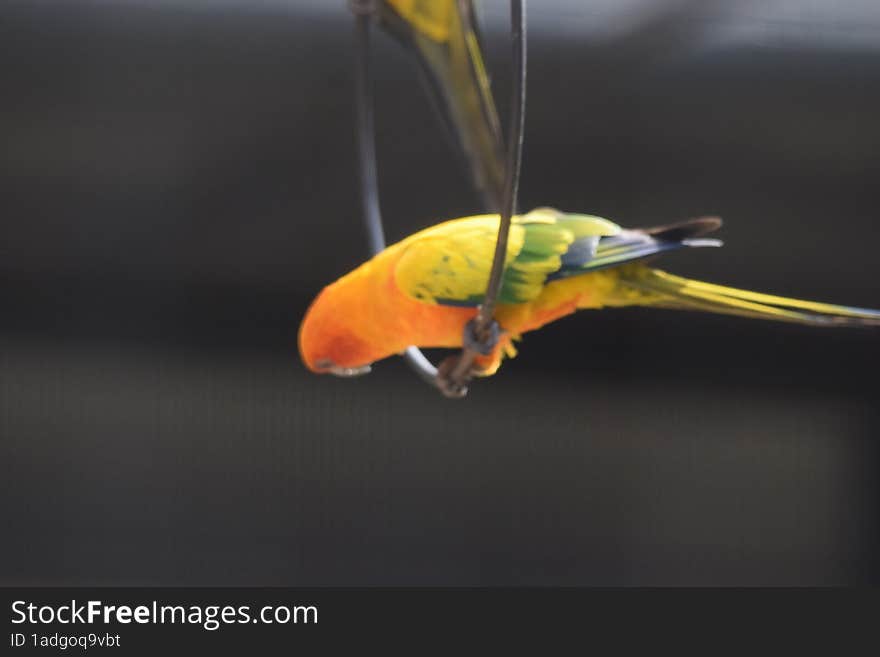 yellow parrot sri lanka