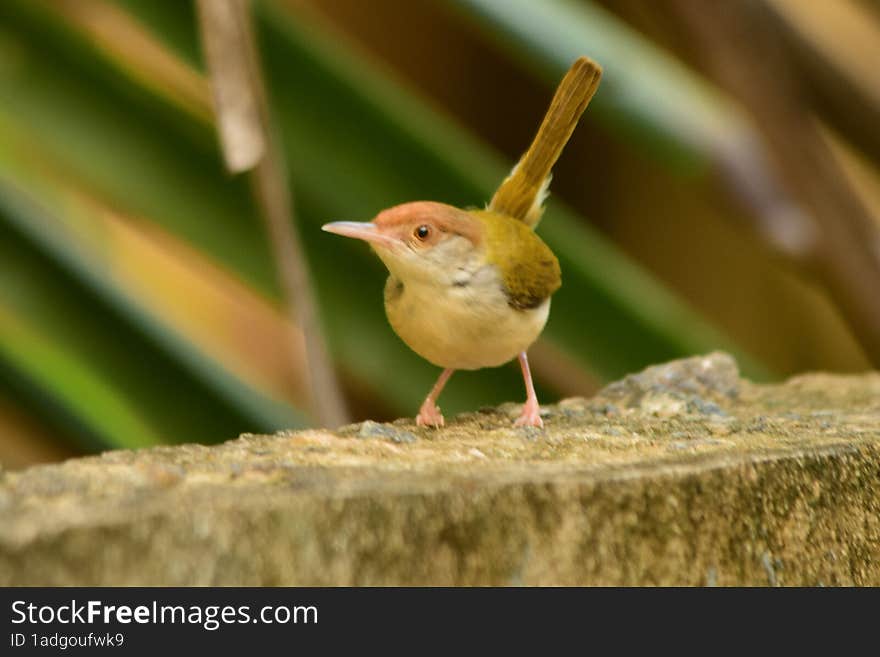 A forest bird with a sweet melody lives in Sri lanka. A forest bird with a sweet melody lives in Sri lanka