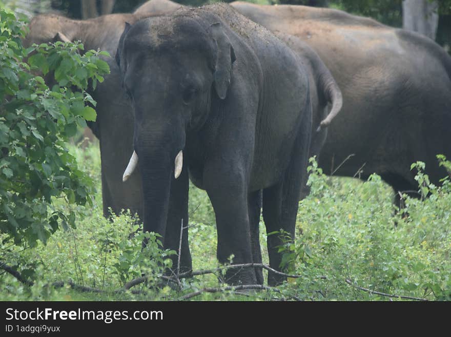 baby jungle elephant sri lanka