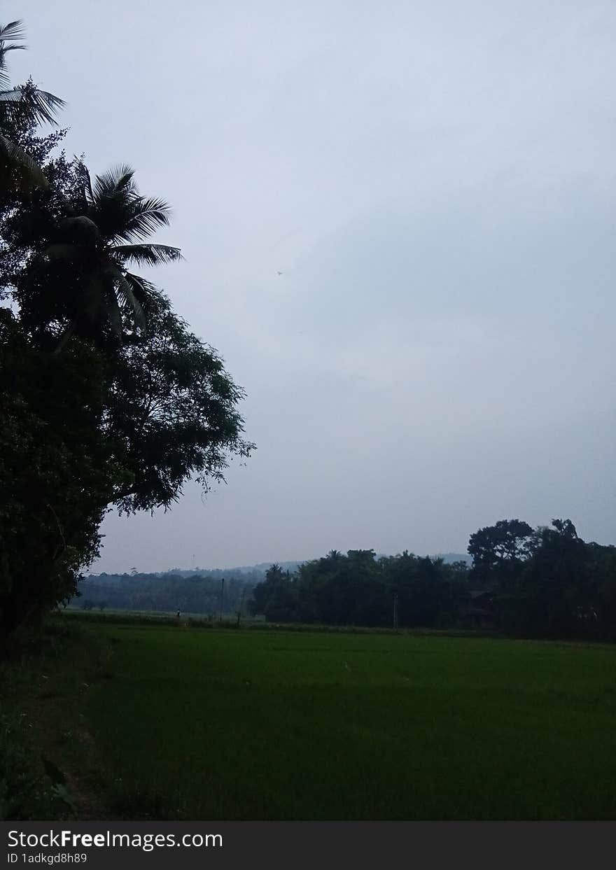 paddy field in rural aria