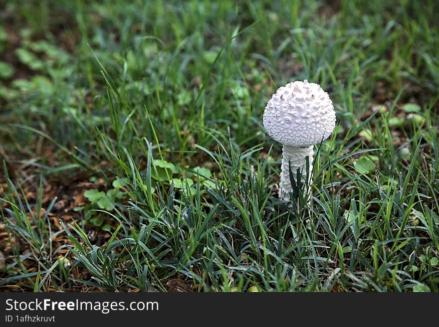 White mushroom in the grass seen up close