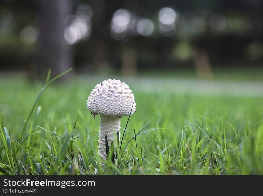 White Mushroom In The Grass Seen Up Close