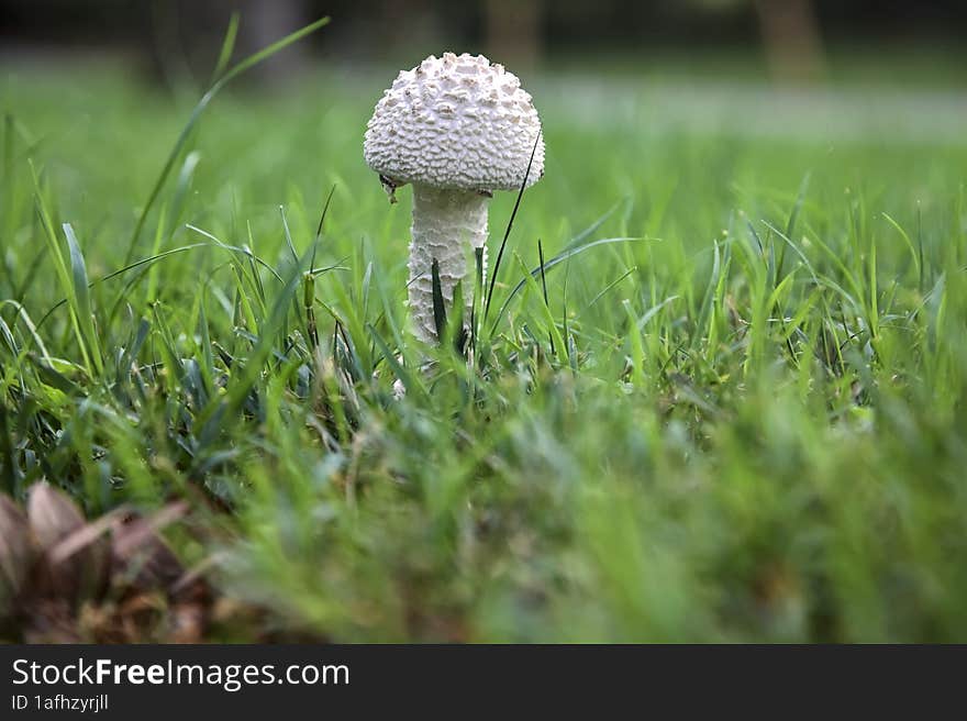 White Mushroom In The Grass Seen Up Close