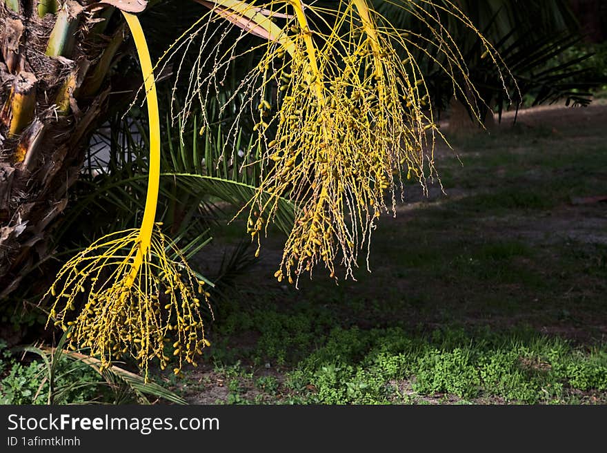 Ripe Dates On The Plant Seen Up Close