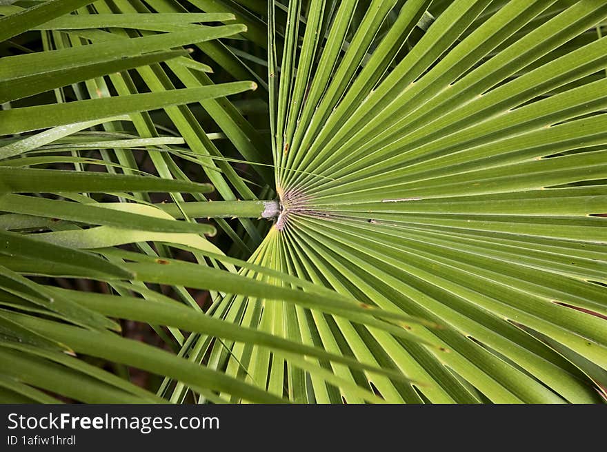 Palm Branches Seen Up Close