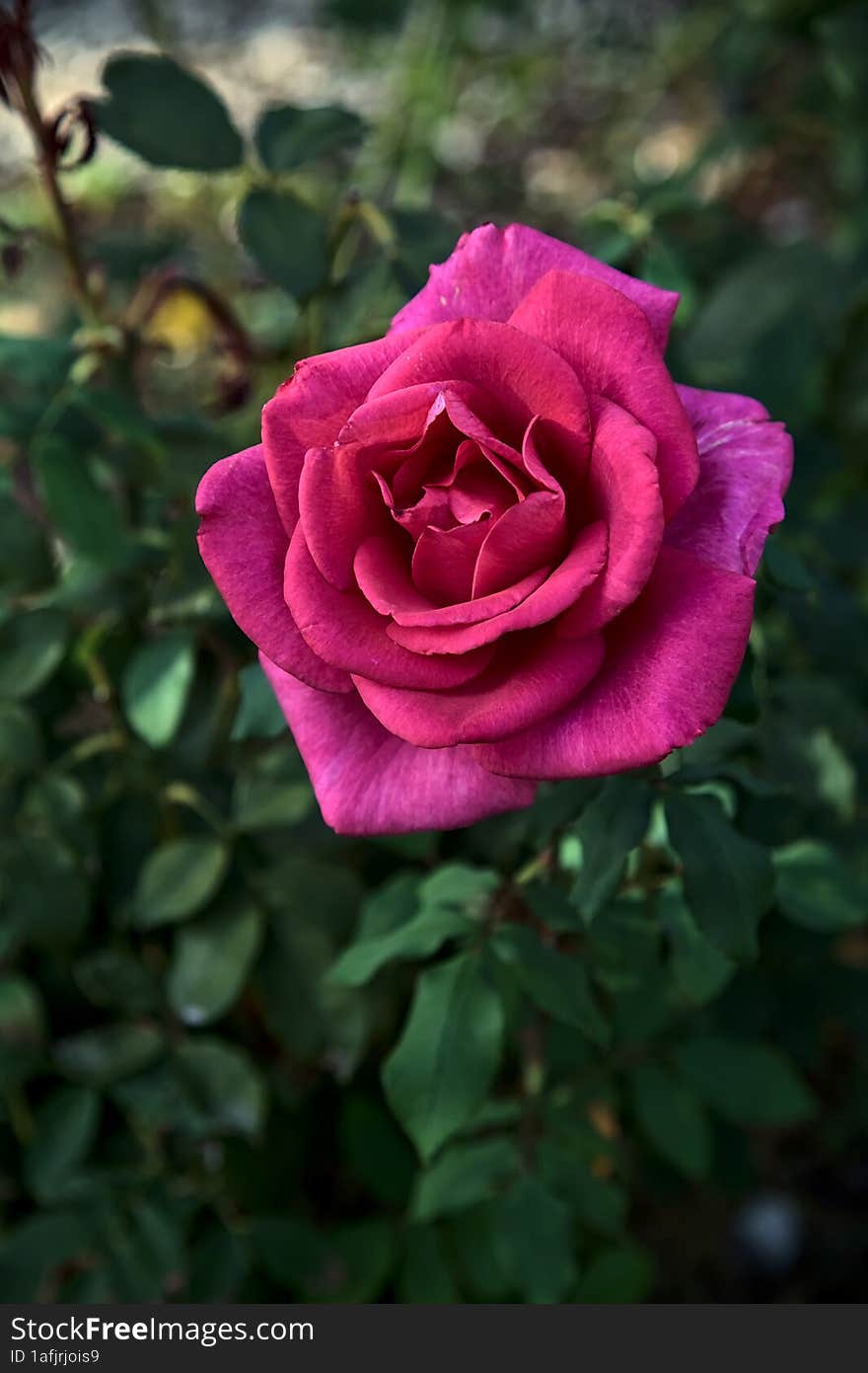 Pink hybrid tea rose in bloom seen up close