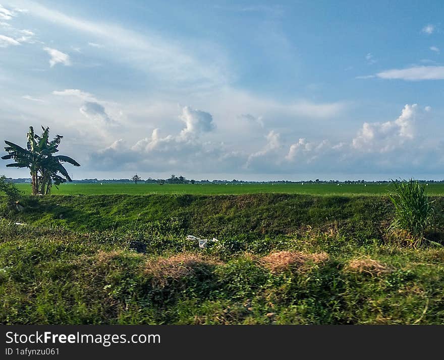 green natural scenery with beautiful and cool clouds that are pleasing to the eye