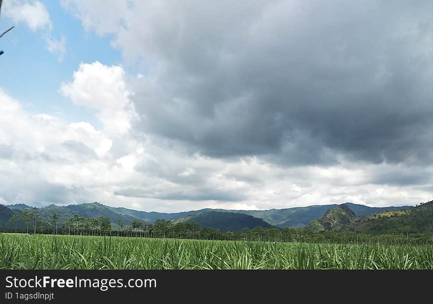 Paddy fields when it rains