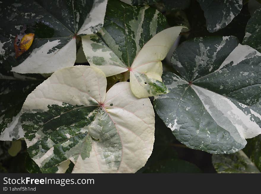 Hibiscus Varigata Leaves With Beautiful Leaf Texture And Lines