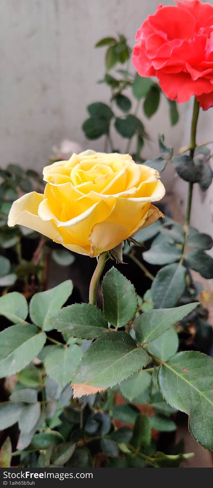 Beautiful yellow rose plant in the garden