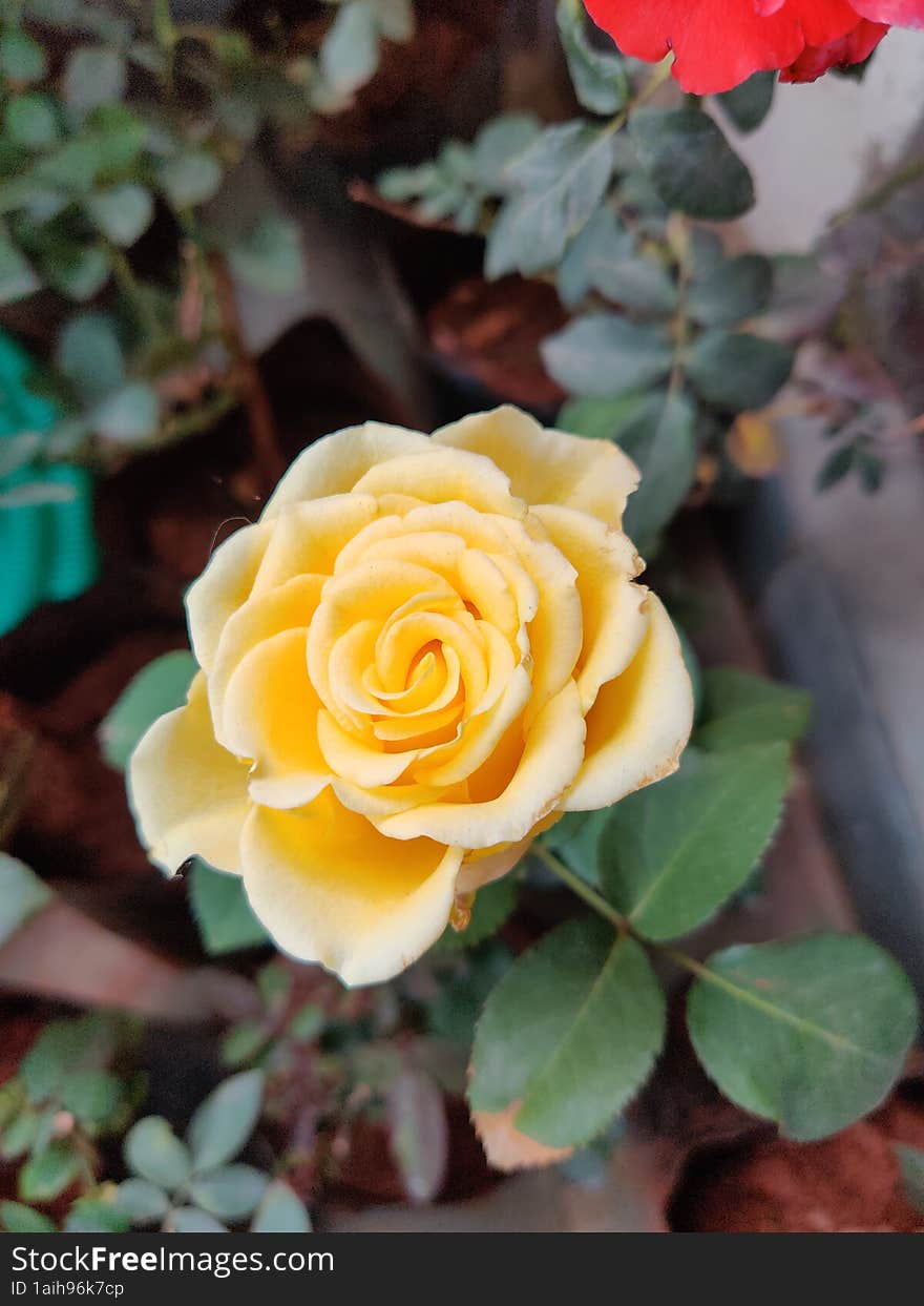 Yellow rose plant in the garden