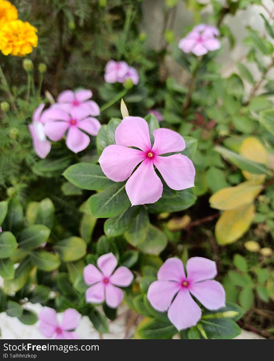 Sadabahar beautiful flower and herb