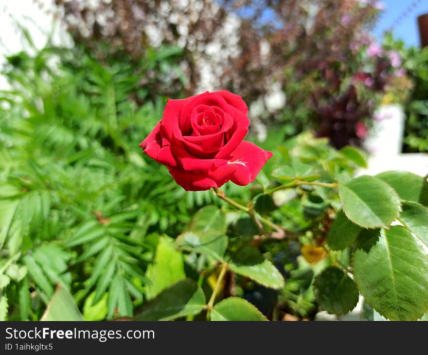 Beautiful red rose in the garden