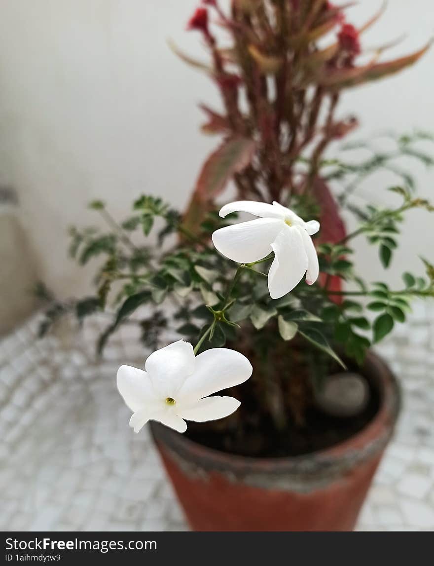 Jasmine Plant In The Garden