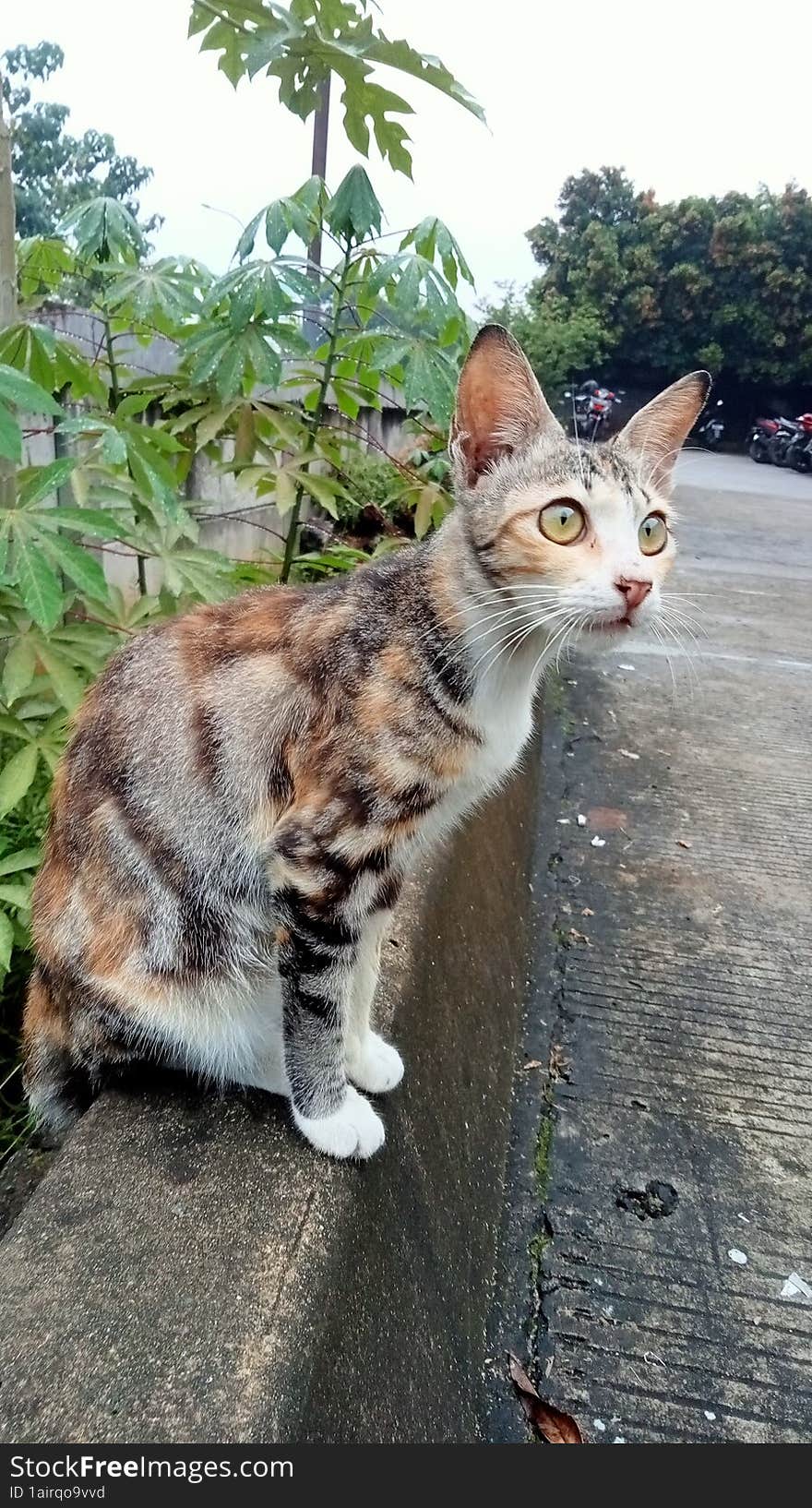 Poor Cat Waiting For Food