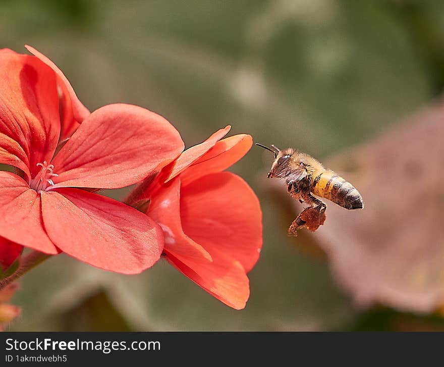 Beautiful bee looking for pollen in garden flowers