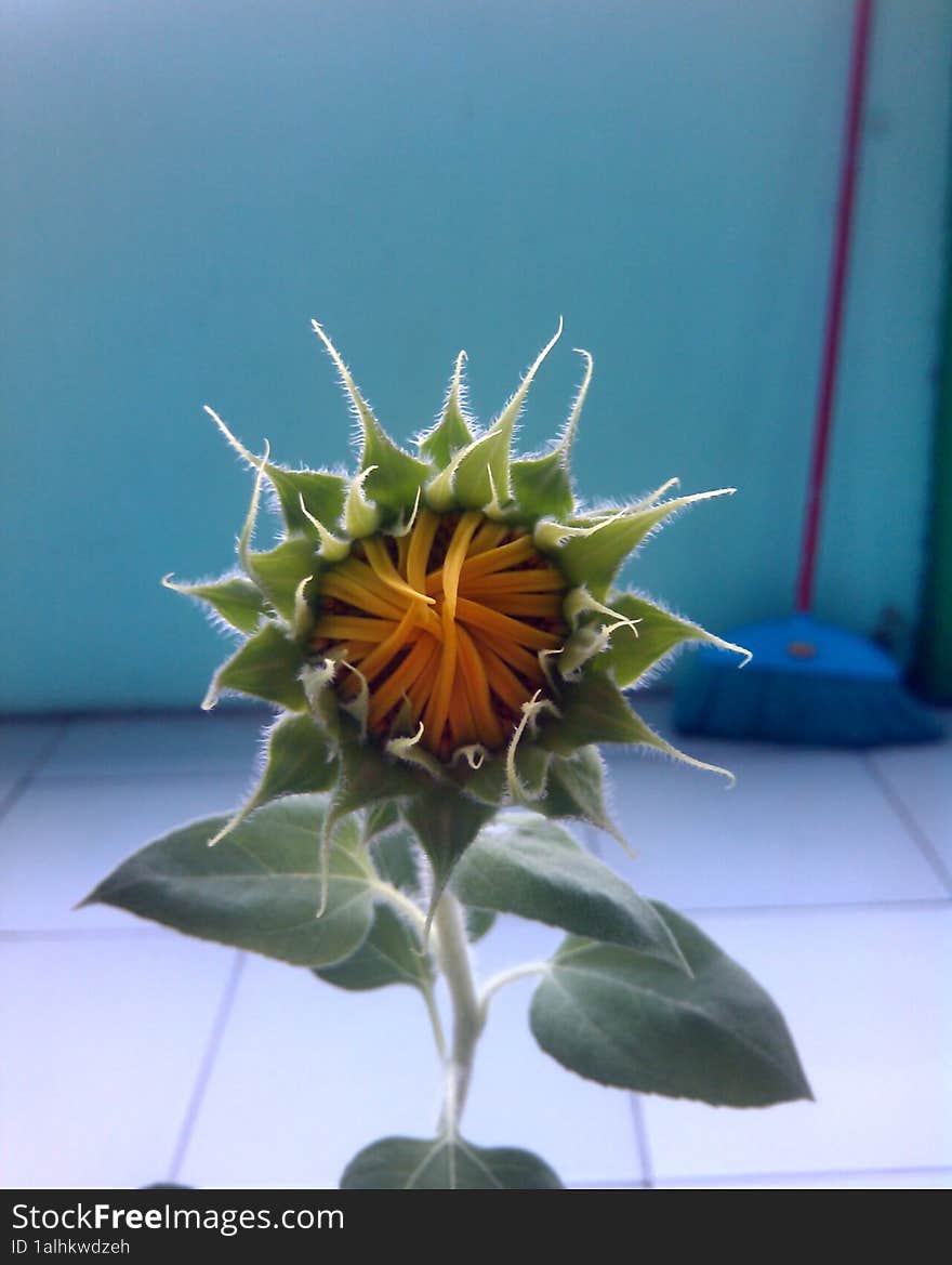 This is a growing sunflower that is about to bloom its flower in a couple days.