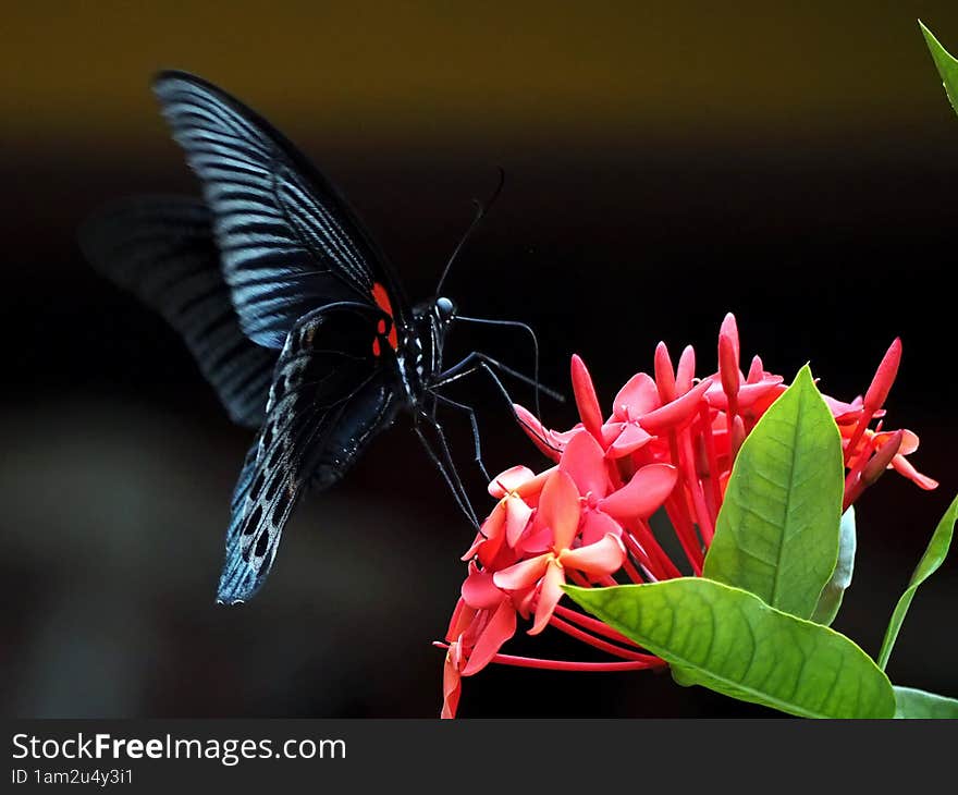 a close up image of black butterfly