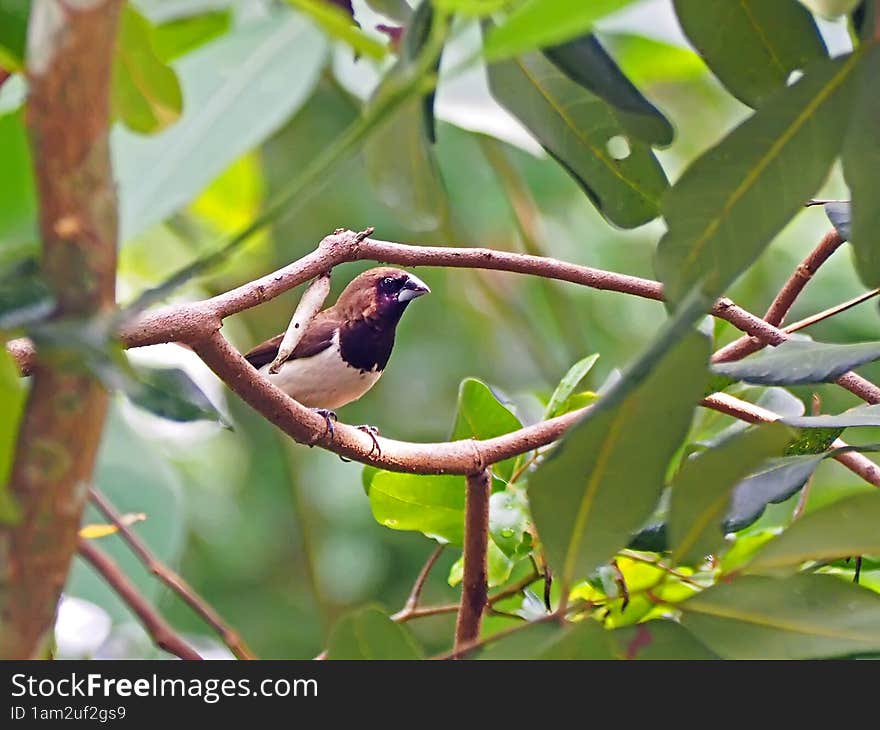 Close Up Image Of A Sparrow Bird