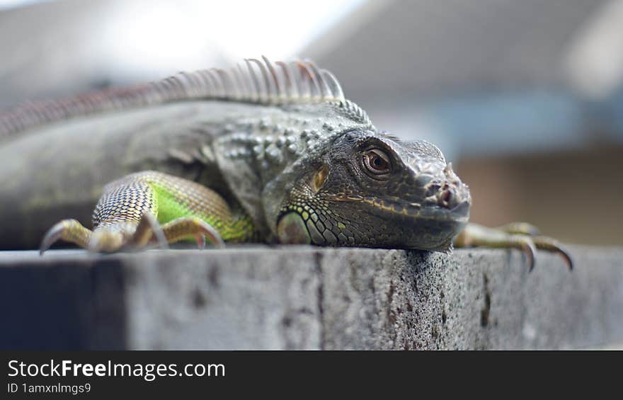 close up green iguana with nature background