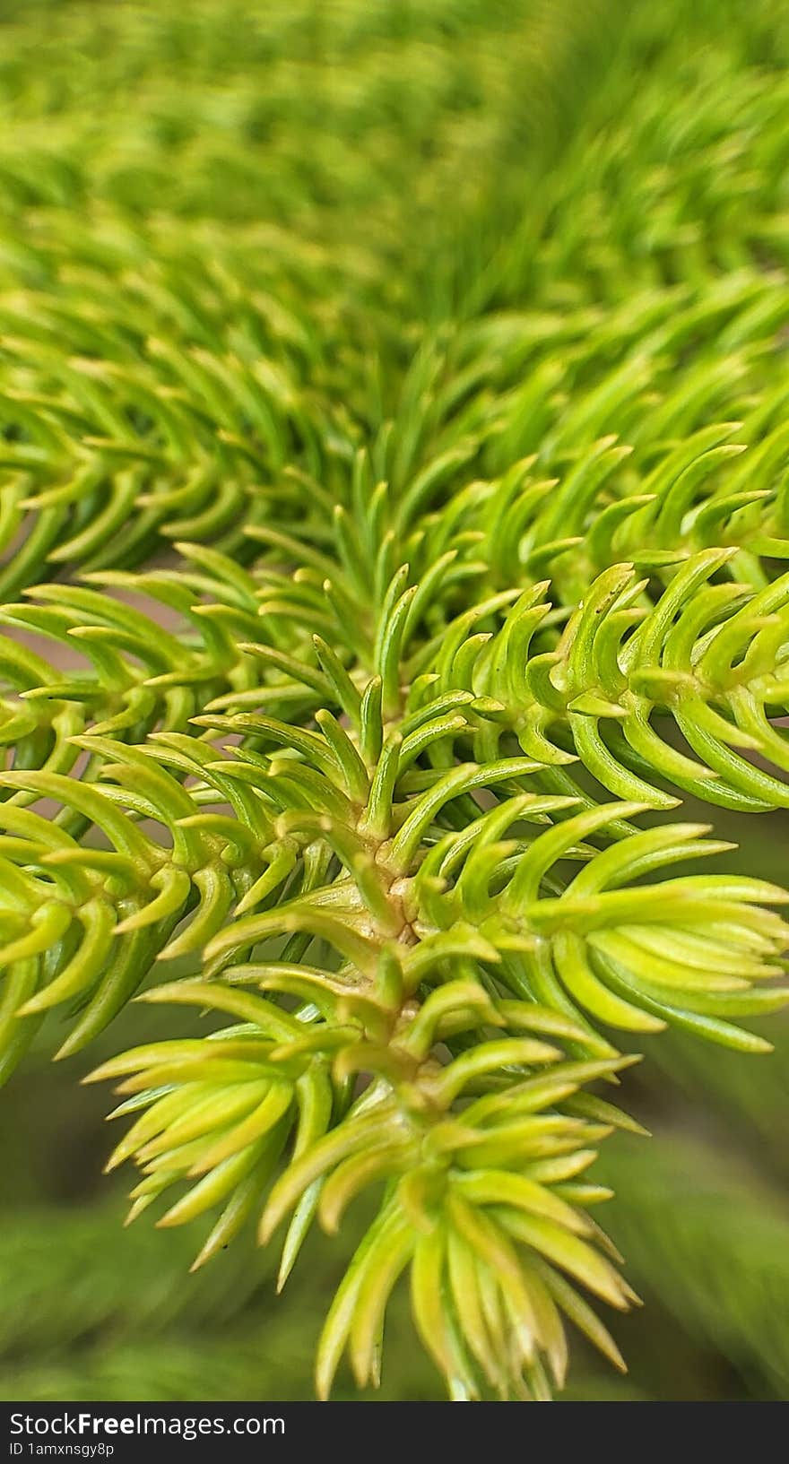 Detail Of Fresh Spruce Tree Branches