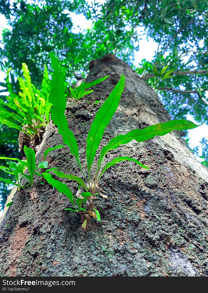 low view of jungle tree microsorum attached to a tree trunk