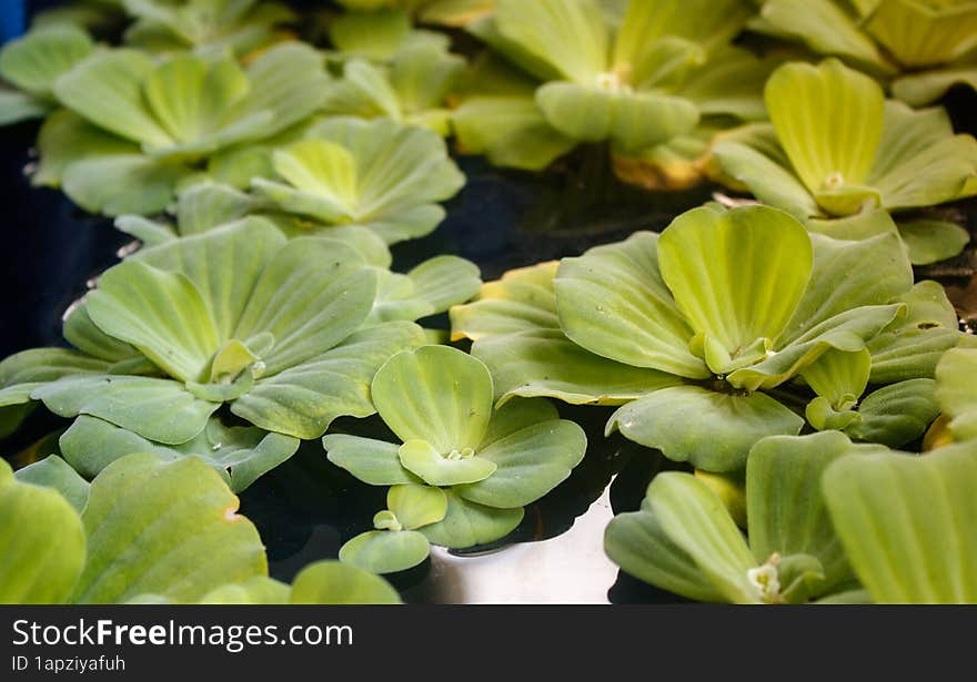 Water lettuce in an outdoor pond