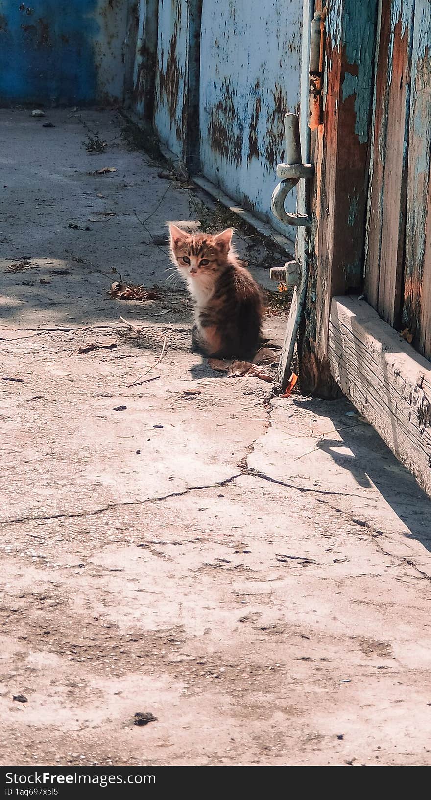 little kitten in the yard