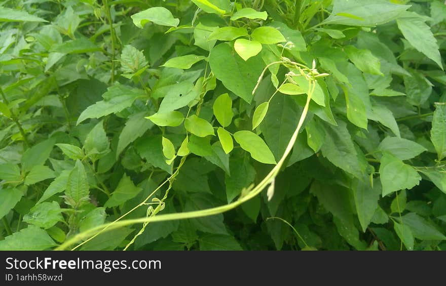 Wild vegetation near sugar cane fields