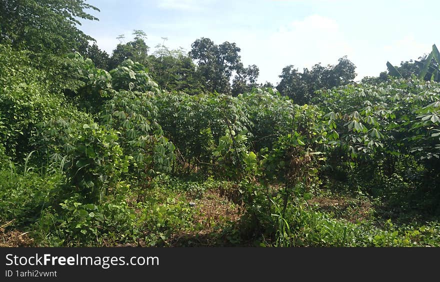 Small area of abandoned plant near sugar cane fields asia