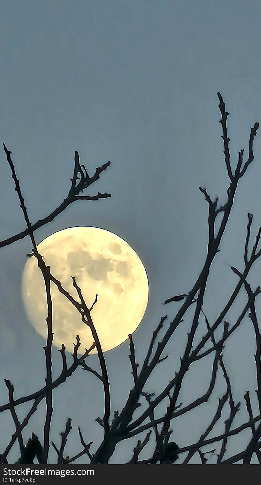 Moon In The Night Sky