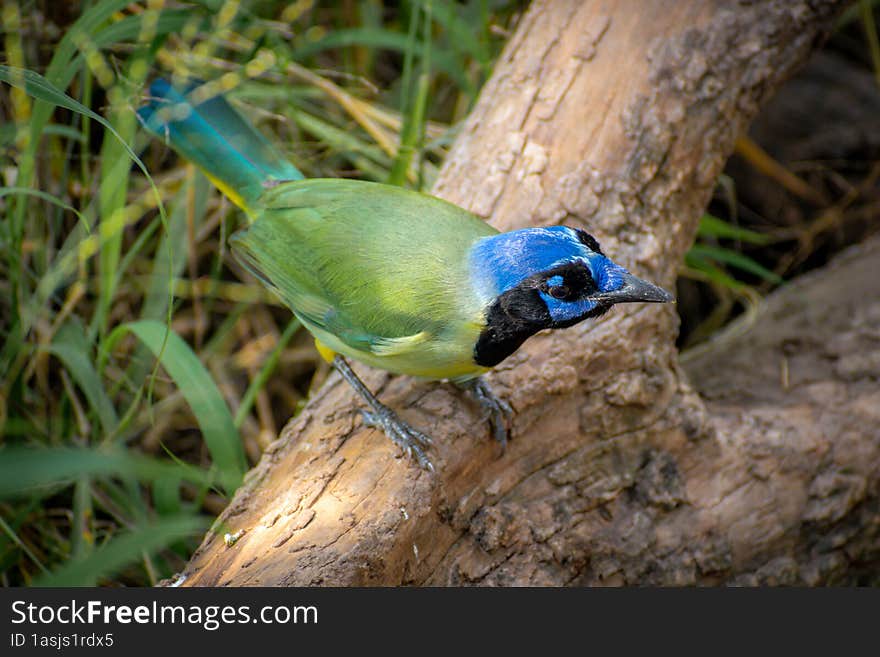 Green Jay perched on a Log