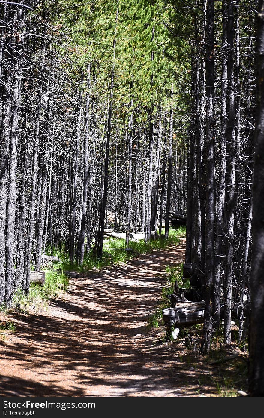 Path Lined by Pine Trees