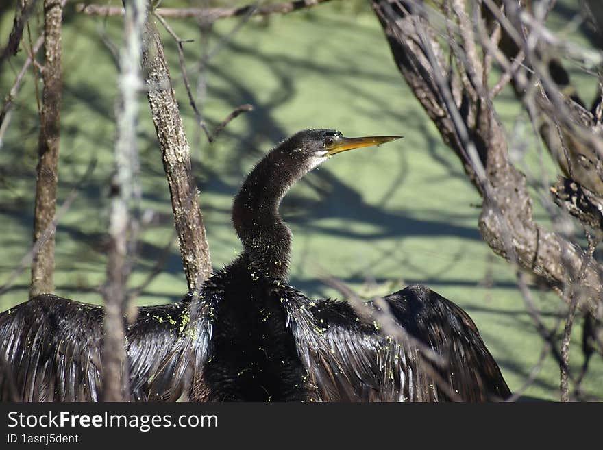 Anhinga Sunbathing in a Swamp