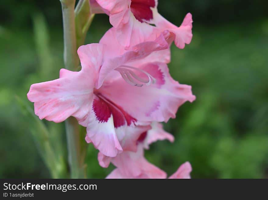 Pink Gladiolus Bloom with green background