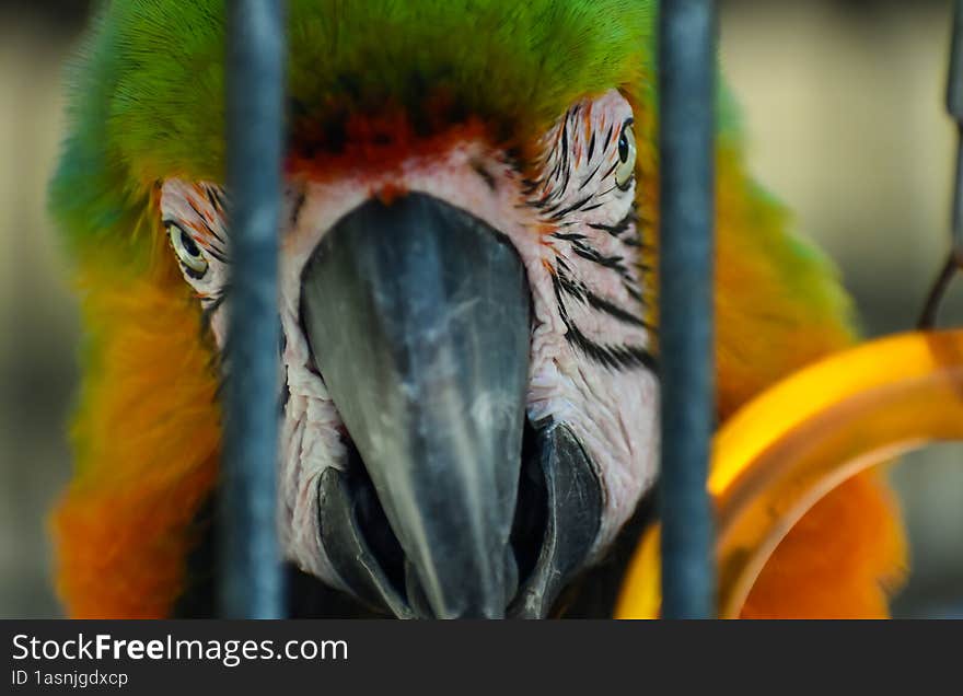 Parrot Peeking Through a Pet Cage