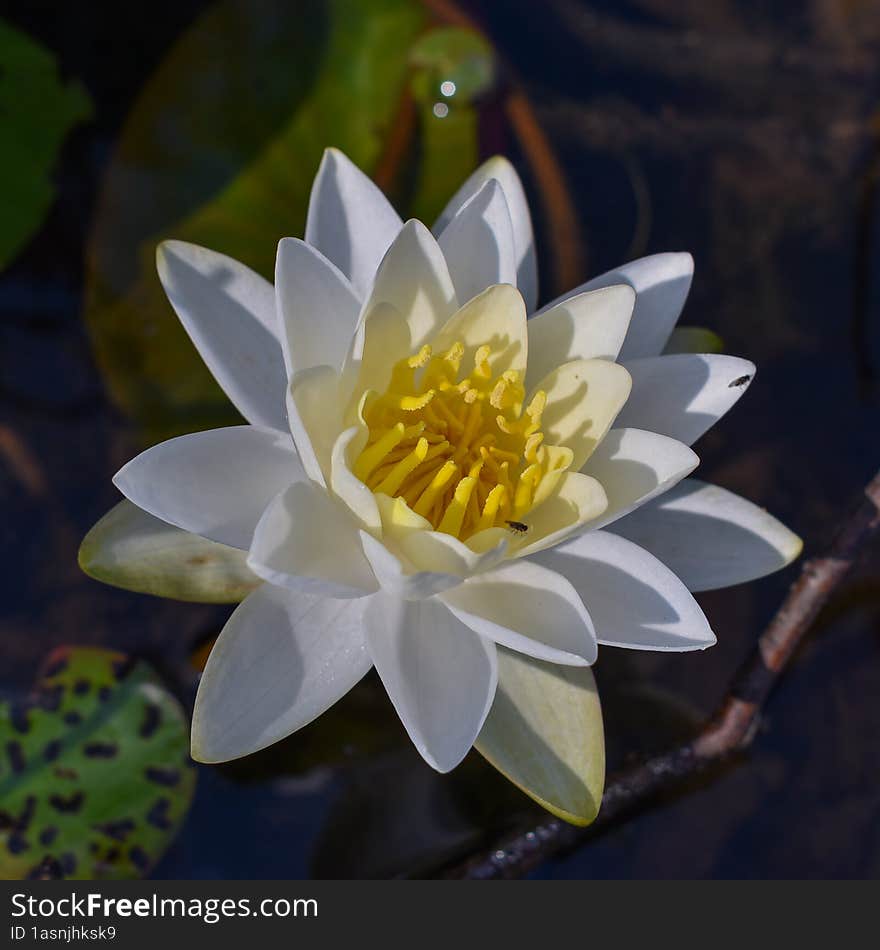 White and Yellow Lilly Pad Flower